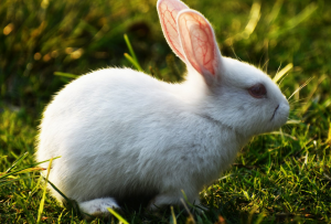white bunny