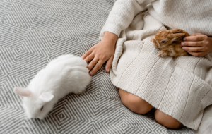 two bunnies on bed