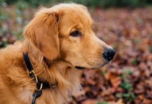 designer dog collar