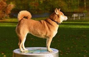 dog wearing a collar