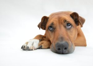 dog in pain